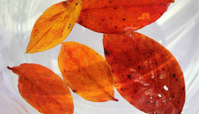 吉林疫情最新图：实时追踪与深度解析