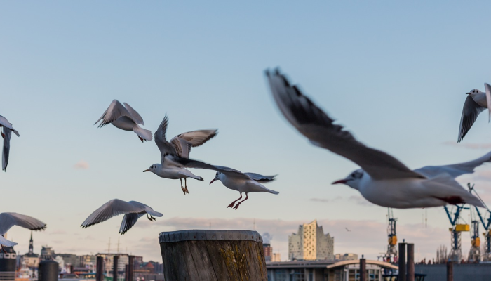 最新世界没有疫情国家:梦想成真的健康生活新篇章 最新世界没有疫情国家:梦想成真的健康生活新篇章