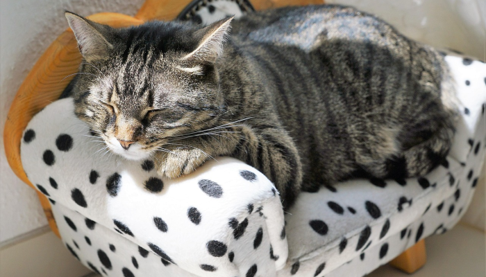 麻斜最新疫情:全面了解最新动态和防护措施 麻斜最新疫情:全面了解最新动态和防护措施