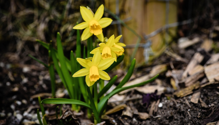 珙桐最新疫情：全面了解和应对策略