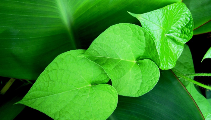 广东省最新情况疫情：防疫成就与未来展望