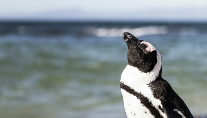 非洲企鹅疫情最新情况