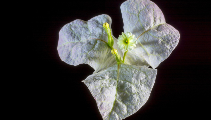 最新香港疫情变化情况：最新动态与健康建议